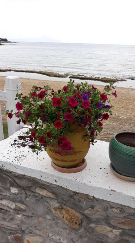 House Kokkalas On The Beach 皮加迪卡 外观 照片